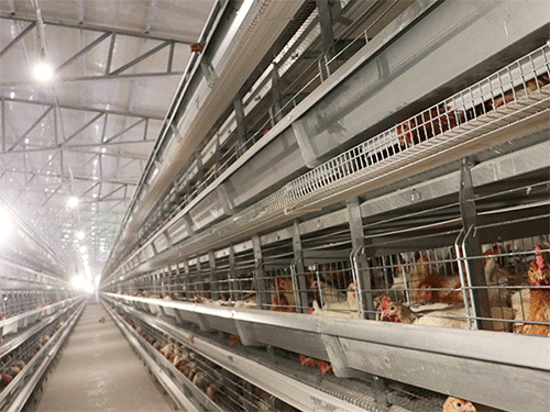 What maintenance is required for poultry farming battery cages?