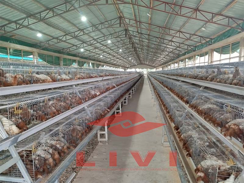 How the A-type Chick Brooder Cage System Transformed a 10,000-Bird Poultry Farm in Lagos, Nigeria